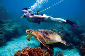 Hookah Diver and Turtle
