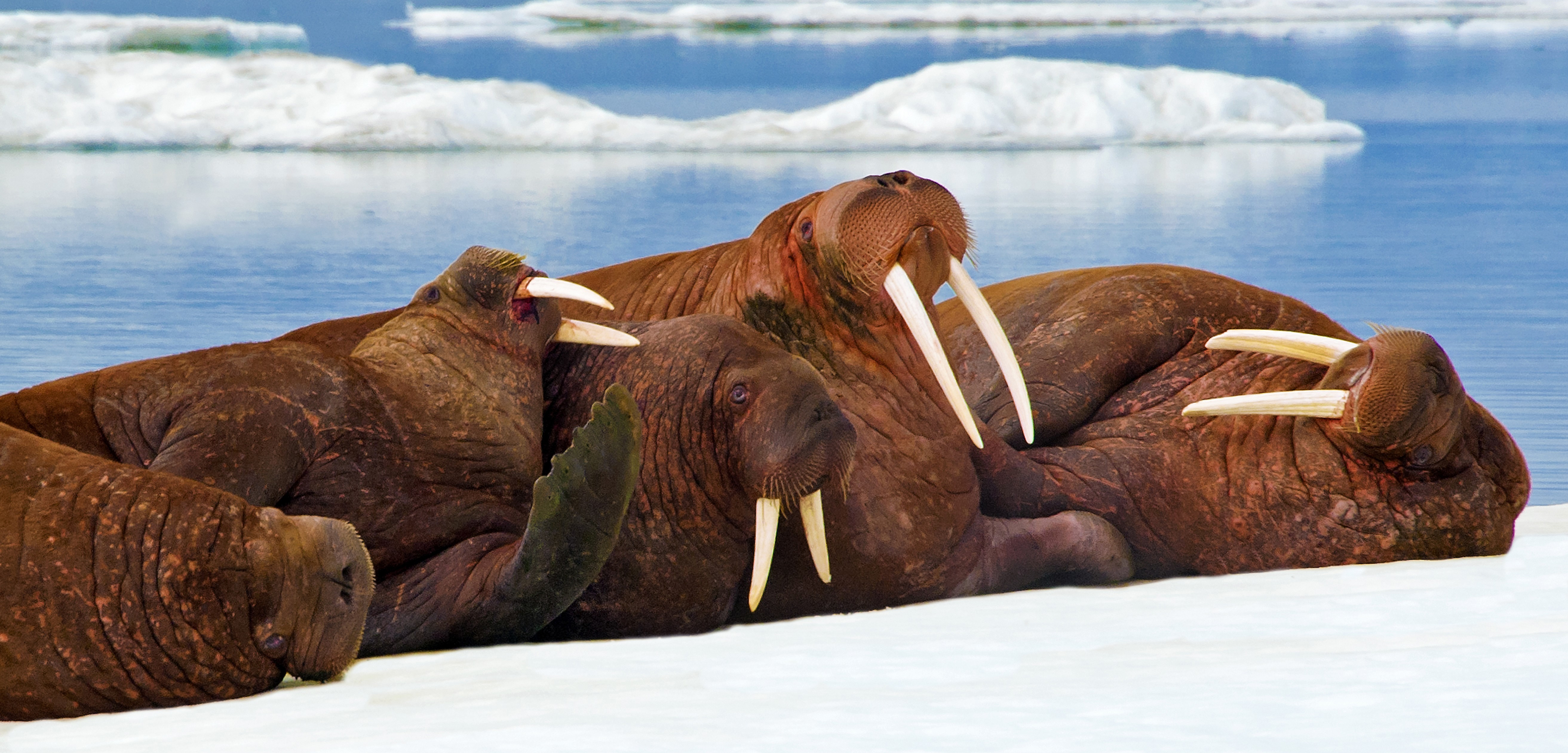 Pacific Walrus Odobenus Rosmarus Haul Out On Sea Ice Canadian Arctic Joes Scuba Shack