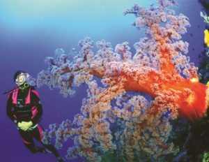 Australian Soft Coral