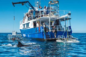 Princess II - Neptune Island Shark Cage Diving