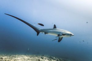 Thresher Shark - Malapascua Philippines