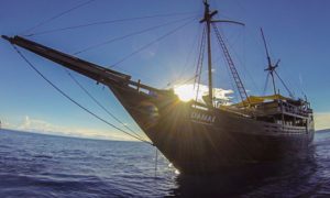 MSY Damai I - Raja Ampat Liveaaboard Diving