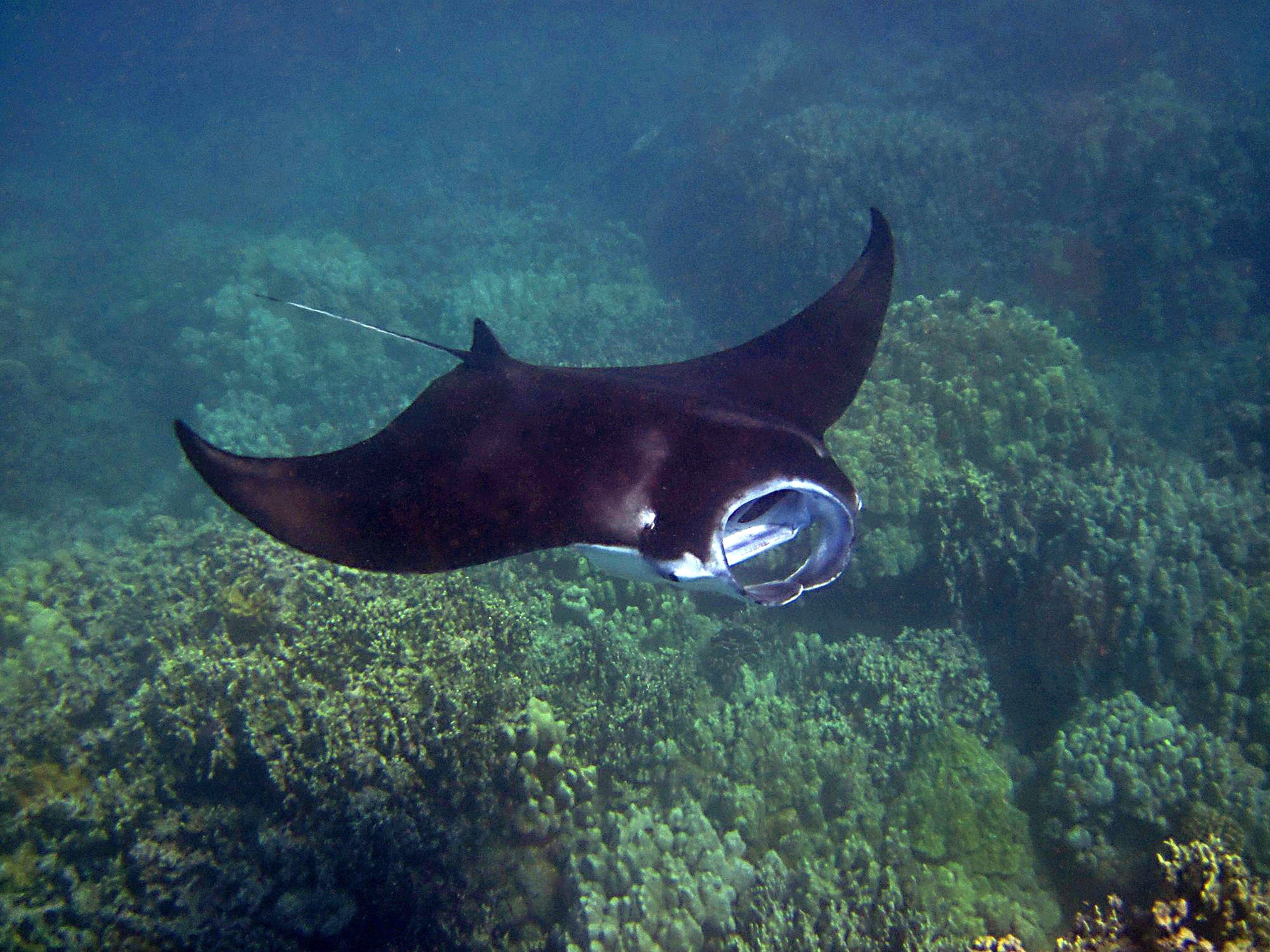 Raja Ampat Manta Ray