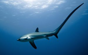Malapascua Thresher Shark Philippines Scuba Diving