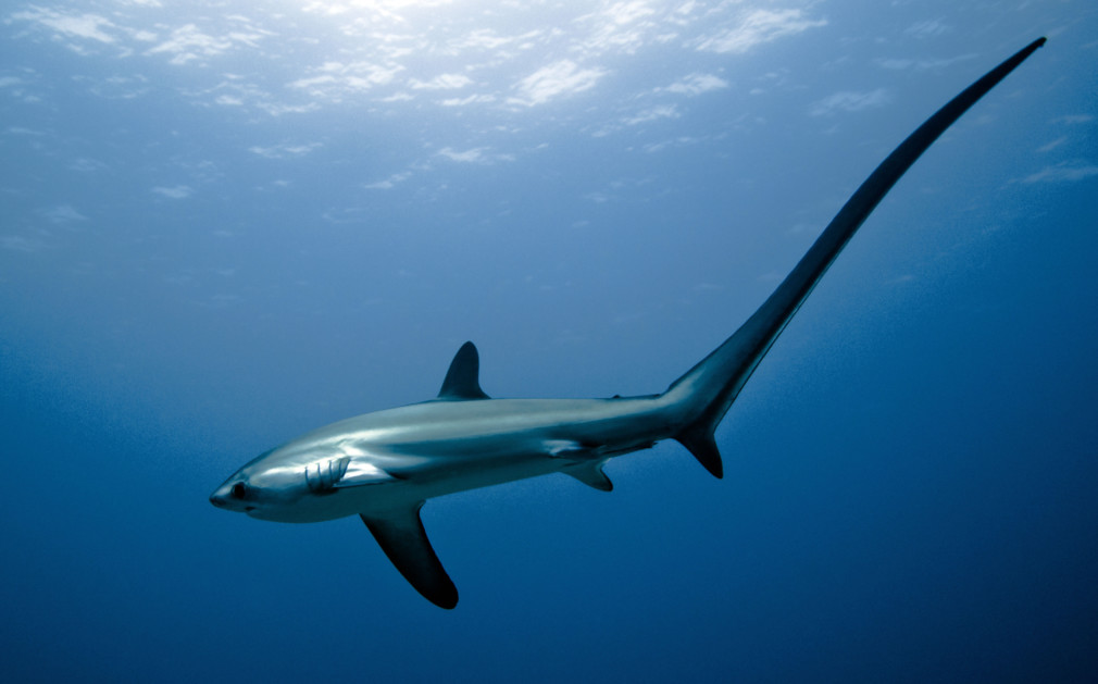 Malapascua Thresher Shark Philippines Scuba Diving