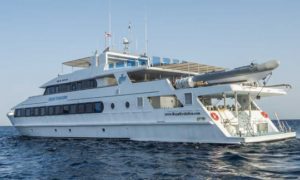 MS Royal Evolution - Red Sea Liveaboard Diving