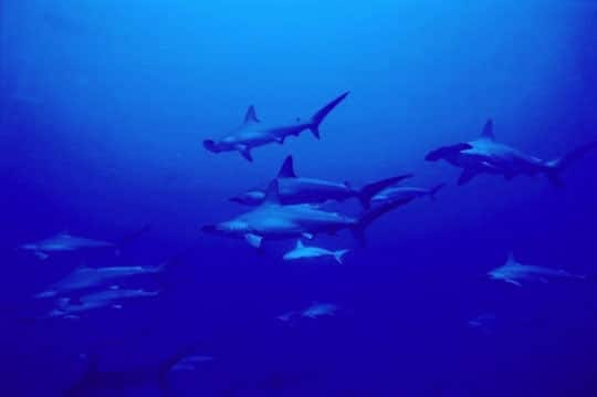 Layang Layang Island Hammerheads Malaysia