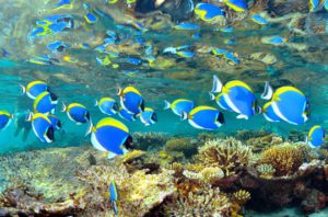 Powder Blue Surgeonfish