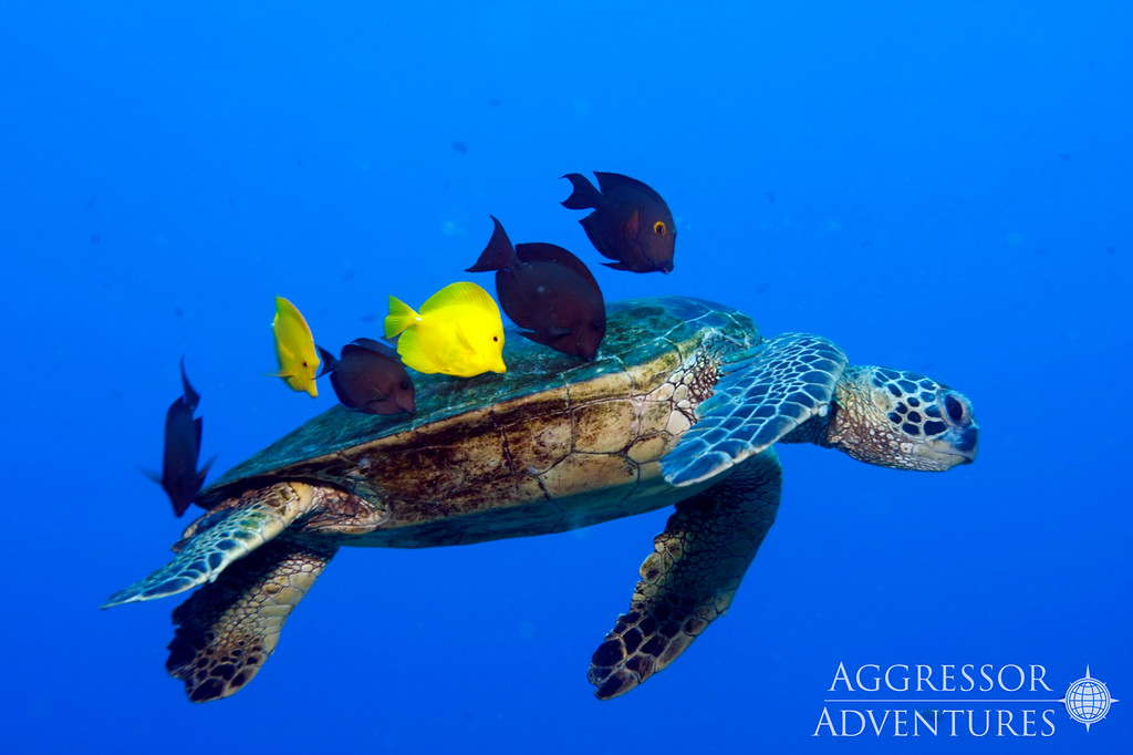 Hawaii Green Turtle Kona Aggressor II