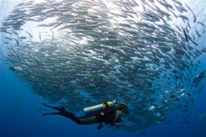 Solomon Islands Barracuda