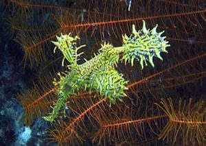 Burma Ornate Ghost Pipefish