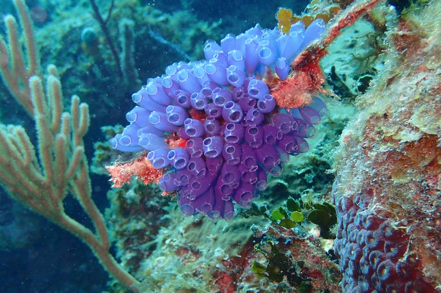 Bluebell Tunicates Roatan