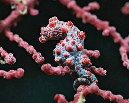 Komodo Island Liveaboard Pygmy Seahorse