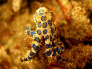 Komodo Island Liveaboard Blue-Ringed Octopus