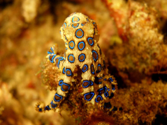 Komodo Island Liveaboard Blue-Ringed Octopus