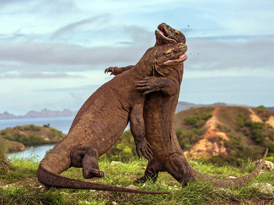 Komodo Dragons Komodo Island Liveaboard