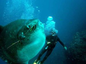 Bali mola-mola