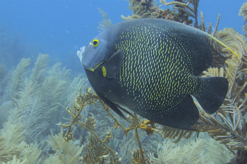 French Angel Fish Roatan