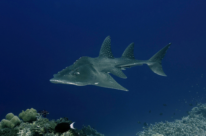 Tubbataha Liveaboard Dive Trip Guitar Shark