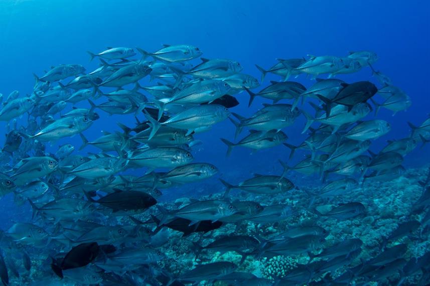 Solomon Island Jacks