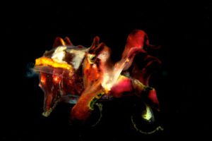 Flamboyant Cuttlefish - Lambeh Strait Sulawesi Indonesia