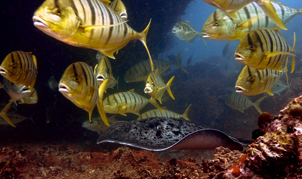 Seychelles Stingray and Golden Trevallies Seychelles Scuba Diving