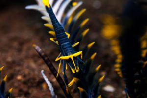 Crinoid Shrimp - Banda Islands Indonesia