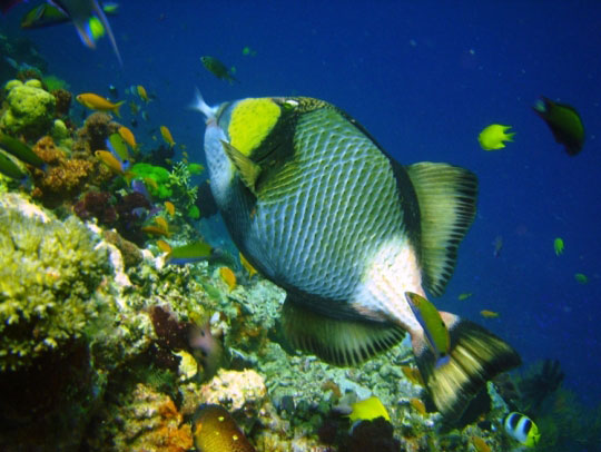 Titan Triggerfish Phuket Thailand Liveaboard Diving