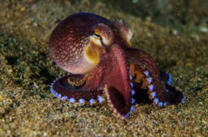 Lembeh Octopus Lembeh Strait Indonesia