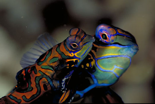 Wakatobi - Mandarinfish