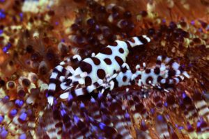 Papua New Guinea Shrimp