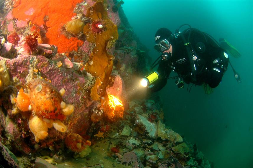 Diving in Antarctica MV Plancius Liveaboard