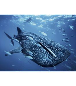 Djibouti Whale Shark
