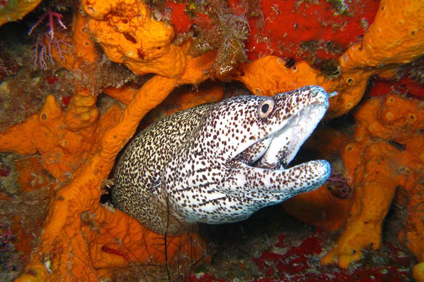 Oman Moray Oman Liveaboard Diving