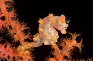 Pygmy Seahorse - Lembeh Strait Sulawesi Indonesia
