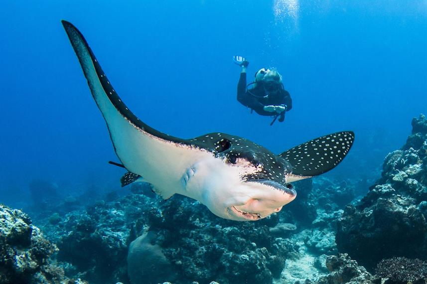 Eagle Ray French Polynesia Liveaboard