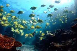 Convict Surgeonfish - Ningaloo Reef, Western Australia