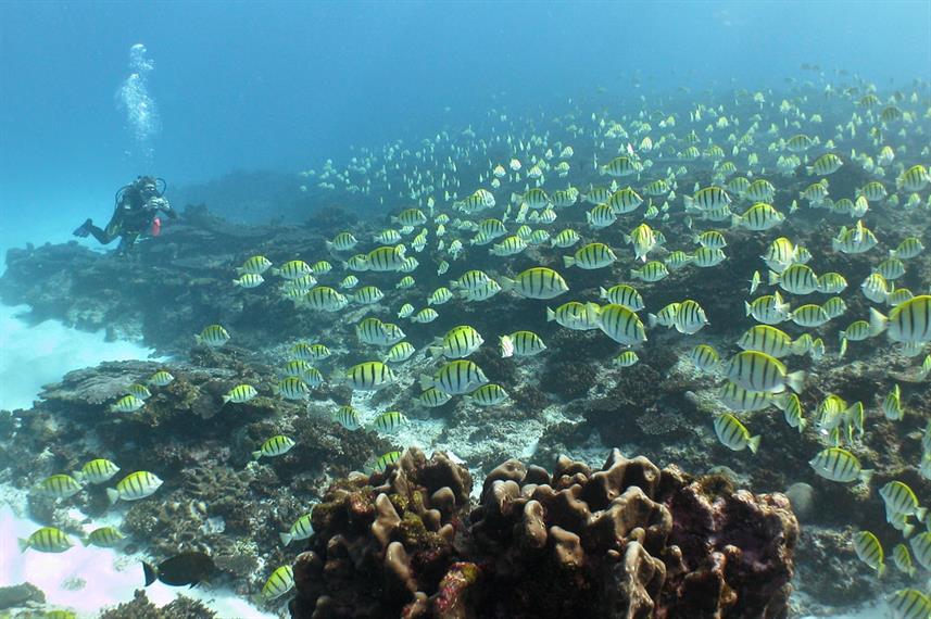 Scuba Diving in Ningaloo Reef | Joe's Scuba Shack