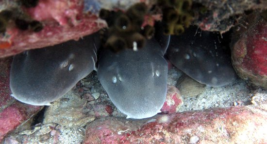 Bamboo Sharks - Pattaya, Thailand scuba diving