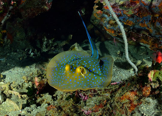 Blue Spotted Stingray Koh Tao Thailand