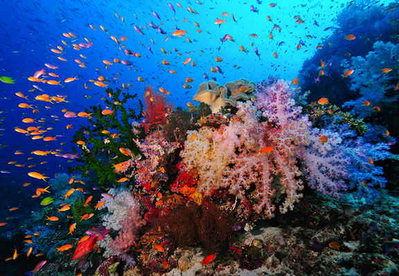 Anilao Reef Scene Philippines Scuba Diving