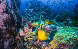 Sister Rocks - Carriacou