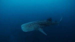 Sogod Bay Whale Shark Southern Leyte Scuba Diving