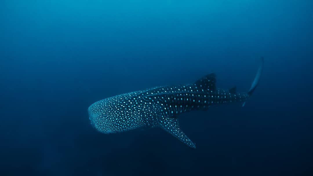 Sogod Bay Whale Shark Southern Leyte Scuba Diving