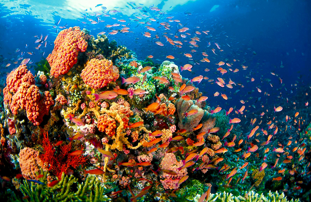 Puerto Galera Coral Reef Philippines Scuba Diving