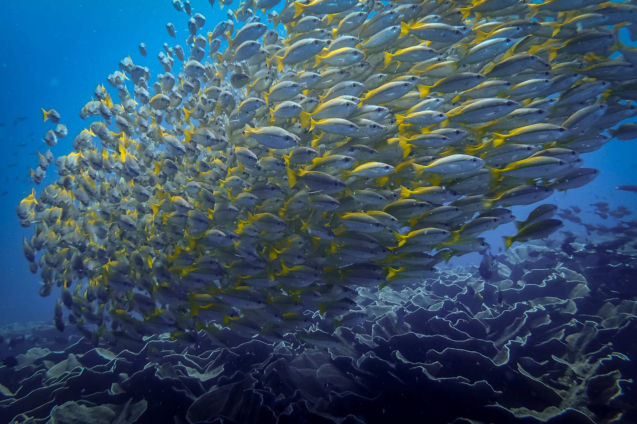 Yellow Snappers - South Miniloc, Bacuit Bay, El Nido Philippines Scuba Diving