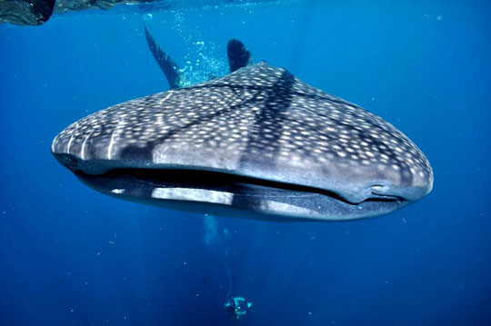 Cenderawasih Bay - Whale Shark Indonesia Liveaboard Diving