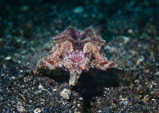 Dragon Seamoth - Alor, Indonesia Liveaboard Diving