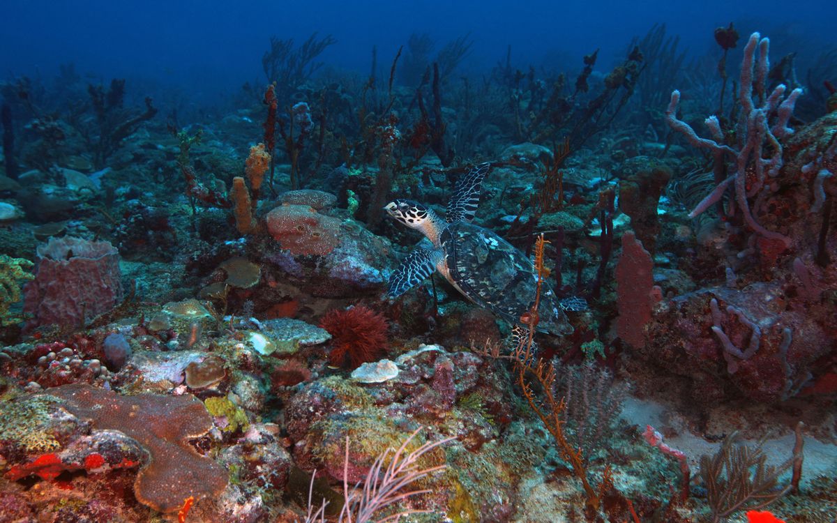 Grenada Scuba Diving Review Joe S Scuba Shack