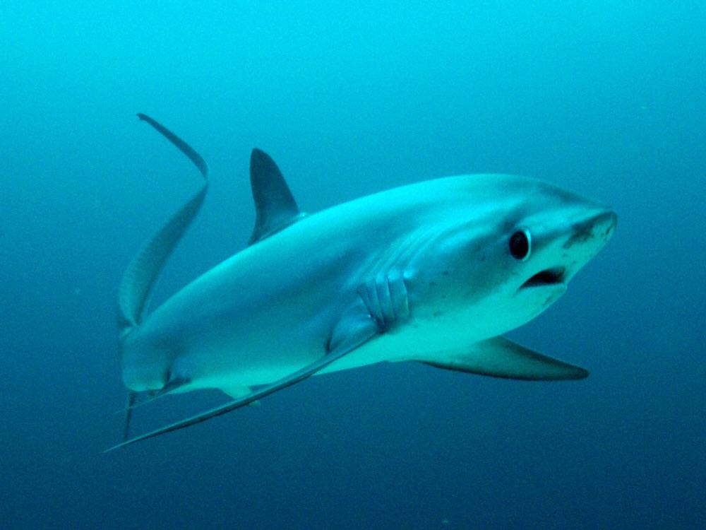 Thresher Shark - Malapascua Philippines